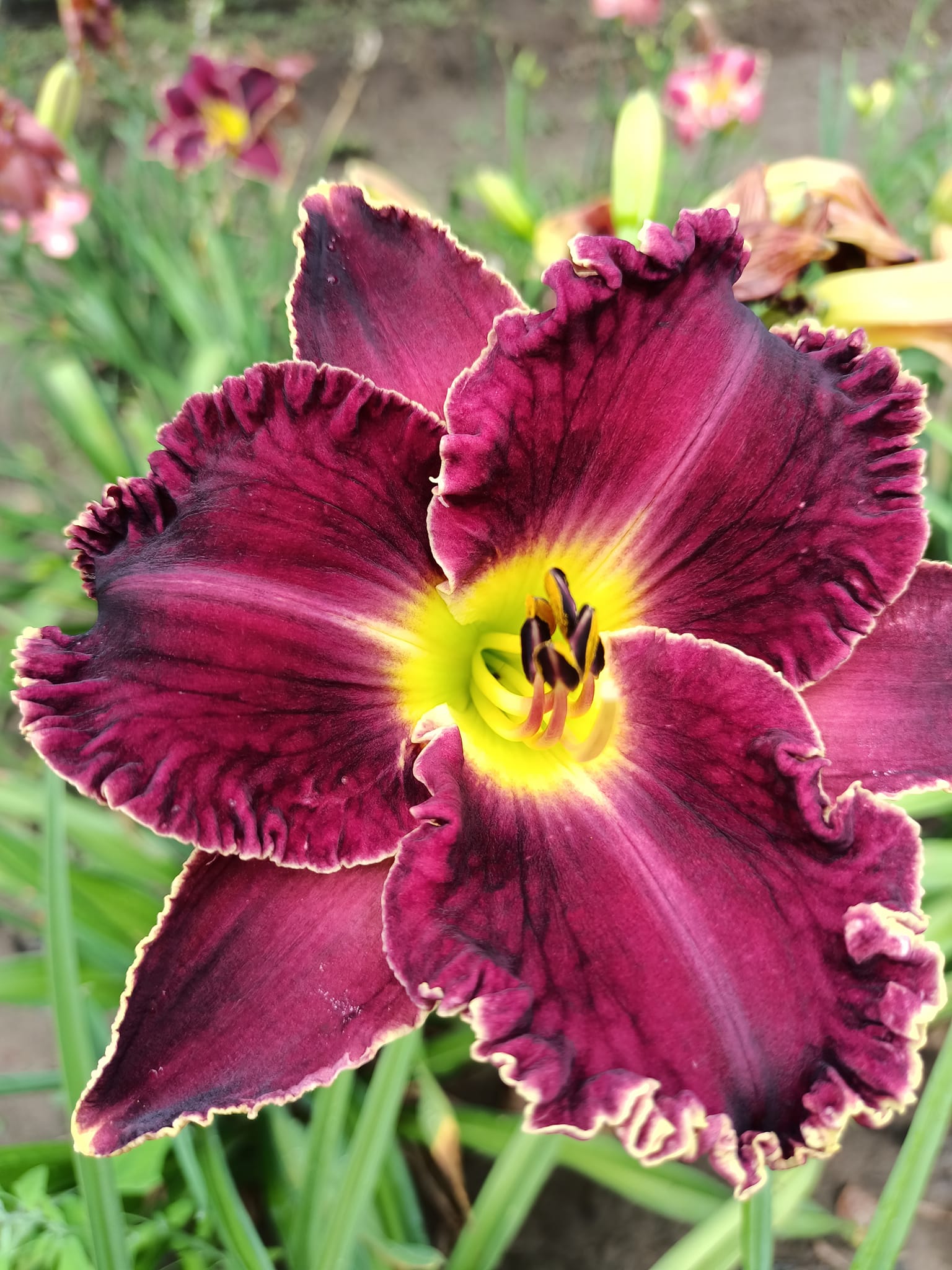 Лілейник крупноквітковий - Victorian Garden Star Bright
